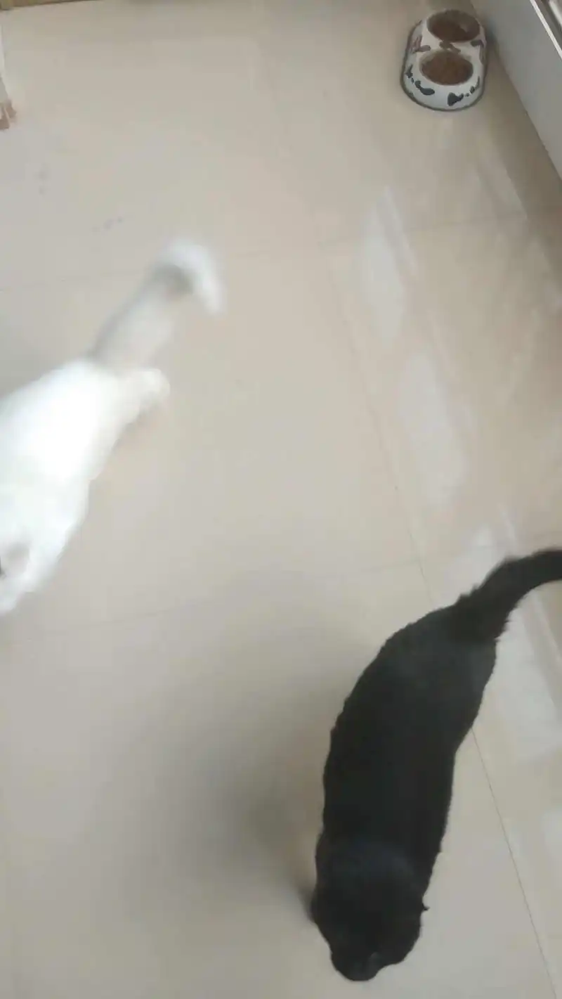 猫の日