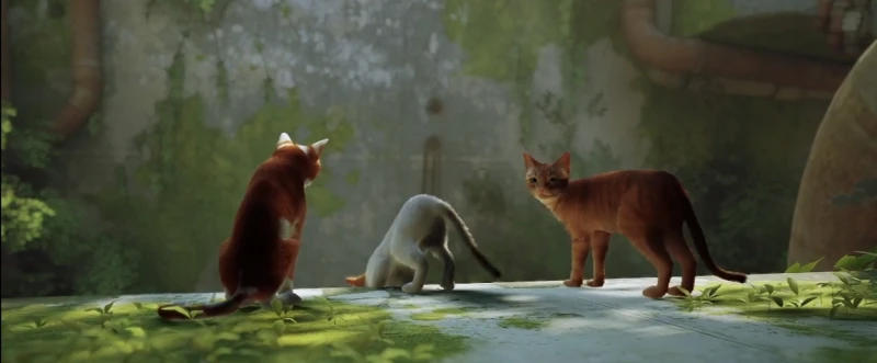迷失 墙内 第一期 四只可爱的小猫咪