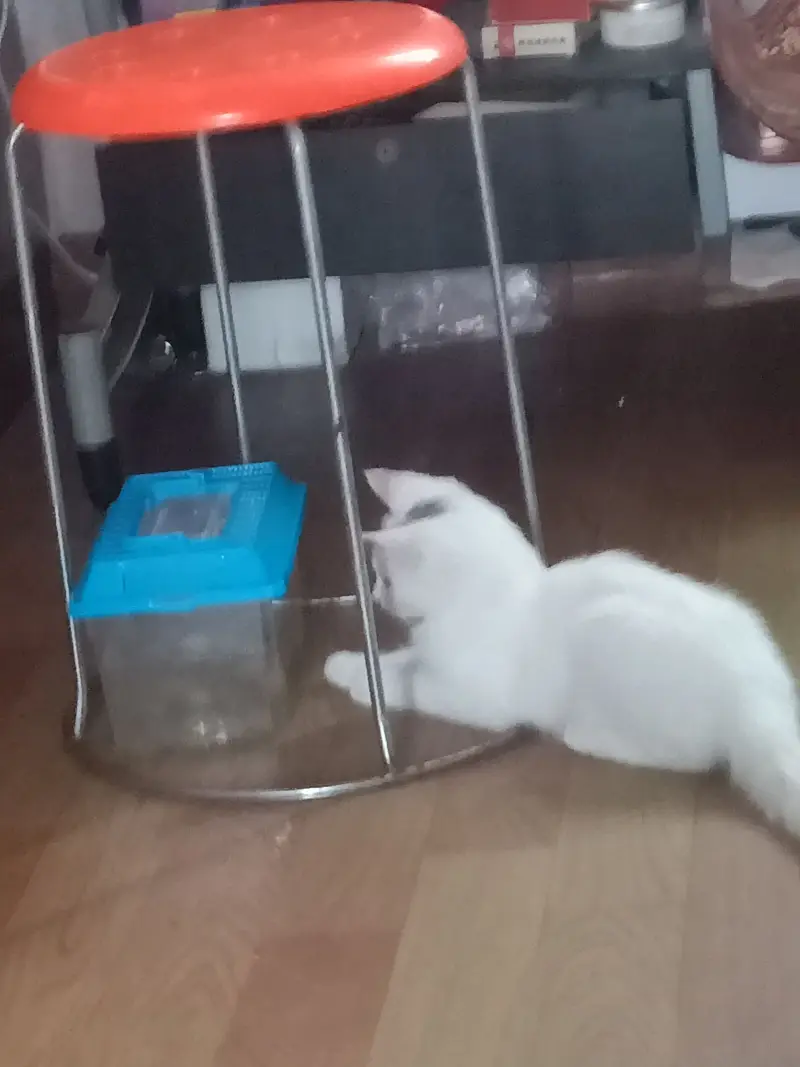 猫猫