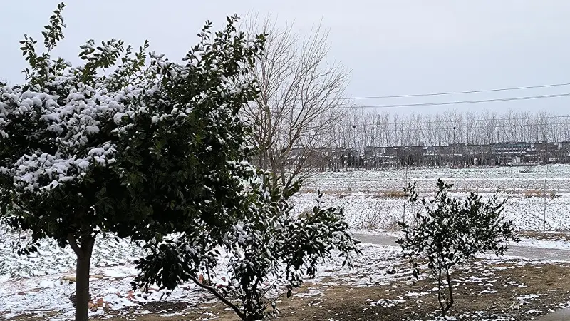 闲聊茶馆,下雪,下雪了