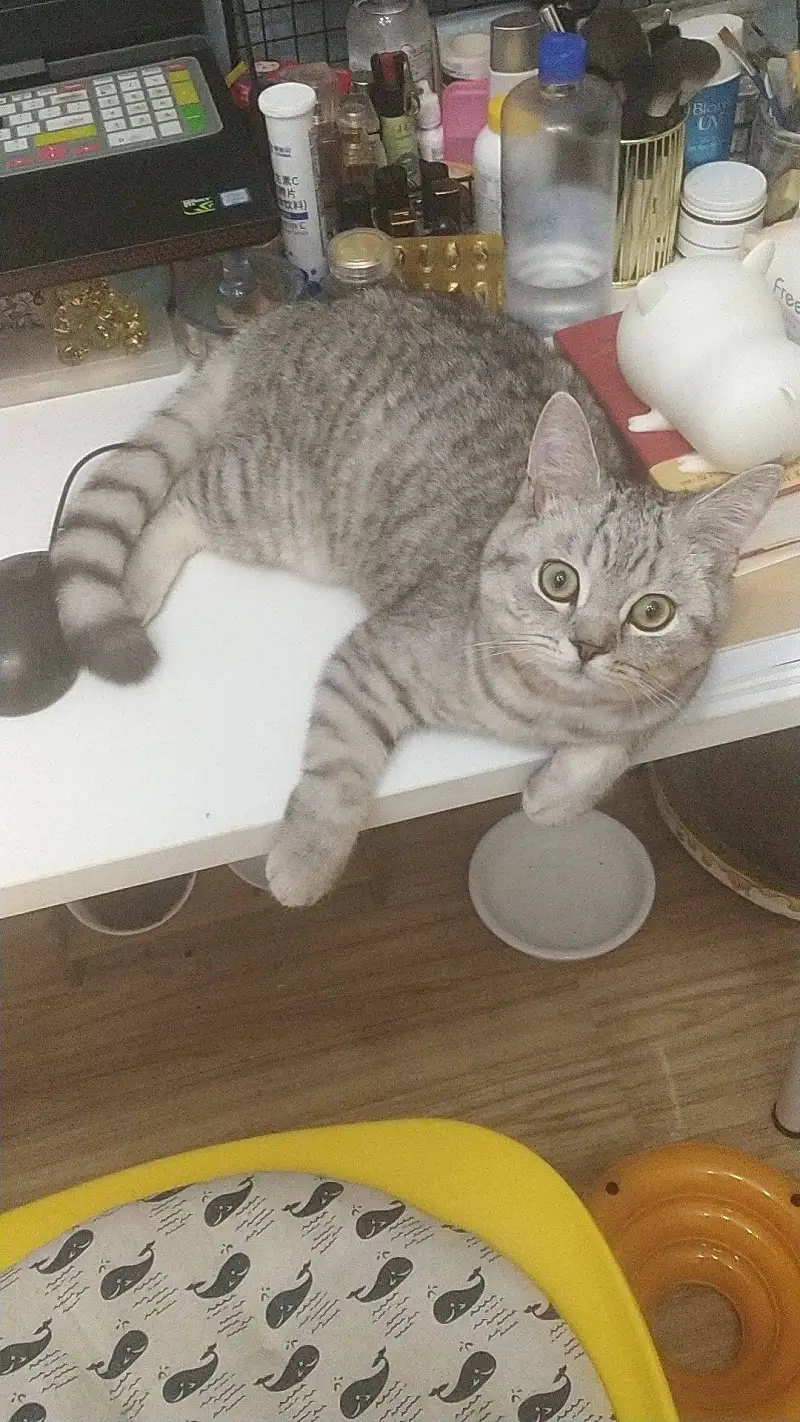 用猫屎铲铲屎的时候掉在地上了