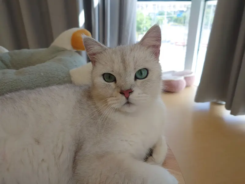 太可爱了