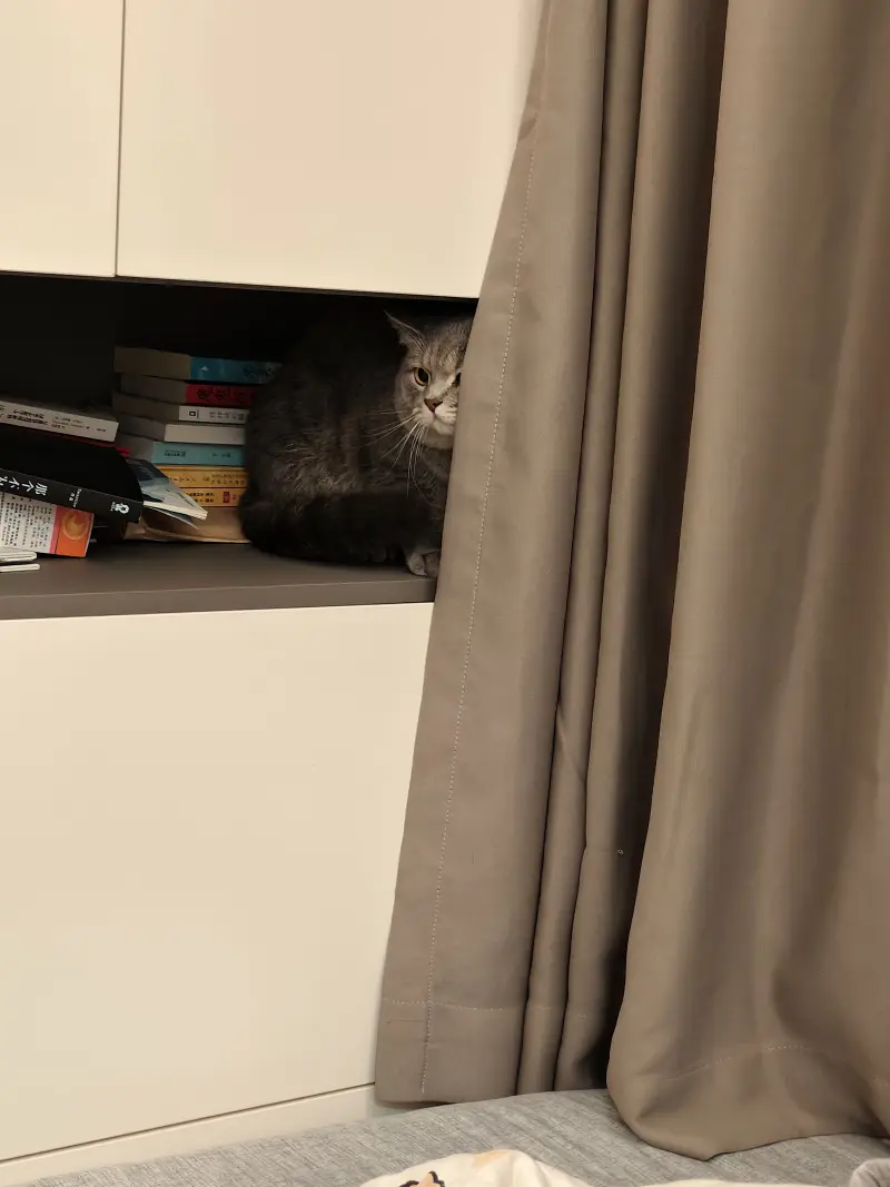 没什么，摸摸猫猫