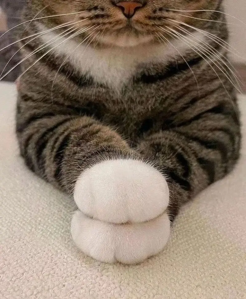 美足