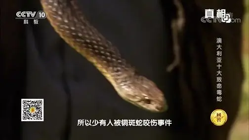 《真相》 20180904 澳大利亚十大致命毒蛇 《真相》 20180904 澳大利亚十大致命毒蛇
