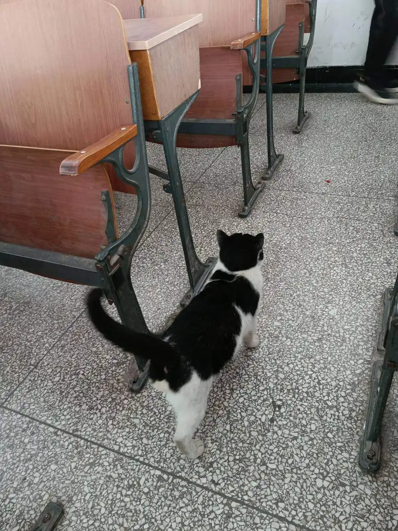 跑进教室的猫